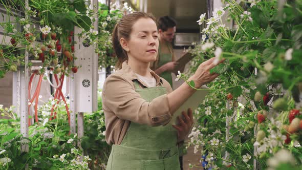 Nursery Workers Working With Strawberries In Greenhouse