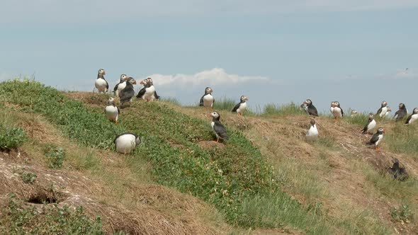 Atlantic Puffin (Fratercula arctica)  big group around their burrows on a cliff at the Atlantic Ocea