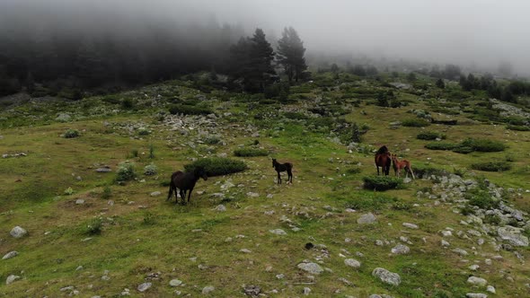 Dark Horses with Foals Graze on a Green Meadow in a Mountain Gorge in Cloudy Weather