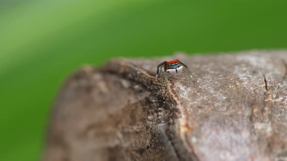 male maratus splendens spider turning around