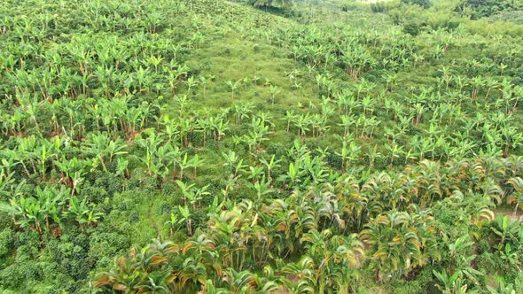 Banana plantation in the mountains