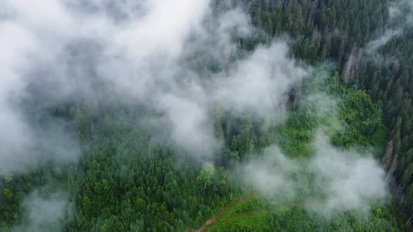 Flying Through the Clouds Above Mountain Pine Forest Magical Summer Forest at Rainy Weather Aerial
