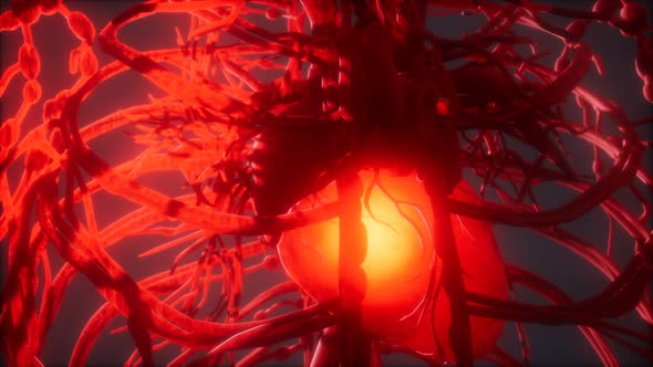 Blood Vessel System and Heart alt