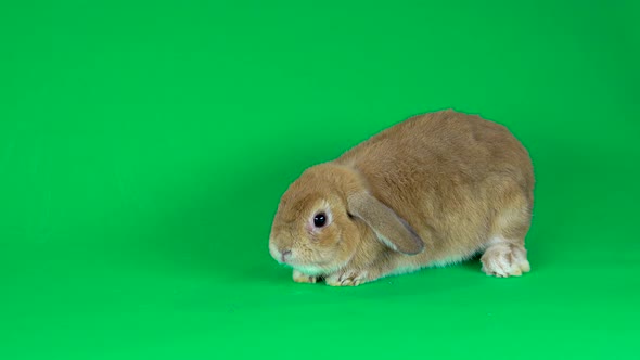 Holland Lop Domestic Rabbit on Green Background at Studio.