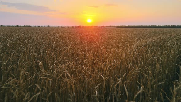 Aerial Flight Over the Wheat Field in Sunset