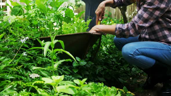 Mature woman planting in the garden 