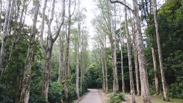 A dynamic footage of walking along a pathway at the eco park surrounded by trees and bushes near the