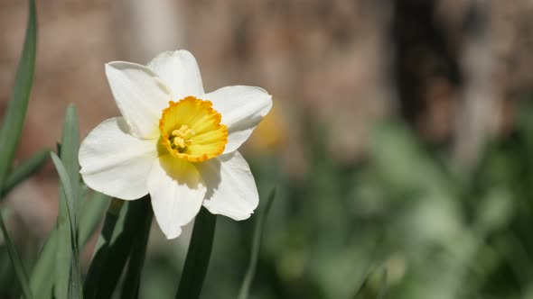 BEautiful bulb petals of garden  Narcissus flower 4K 2160p 30fps UltraHD footage - Soft morning ligh