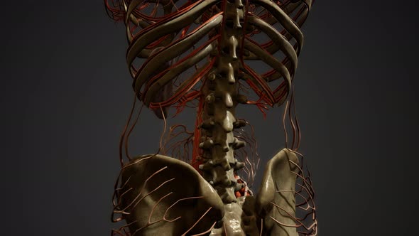 Human Body Blood Vessel Anatomy