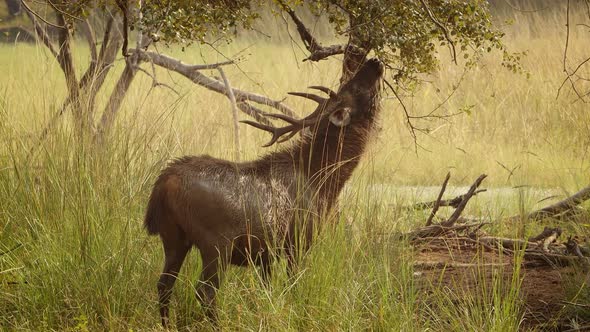 Sambar Rusa Unicolor Is a Large Deer Native To the Indian Subcontinent, South China