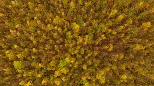 Aerial view of the autumn forest in cloudy weather