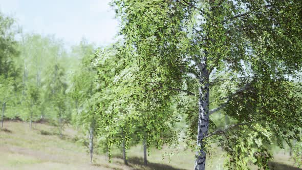 Birch Forest in Sun Rays in the Mornings