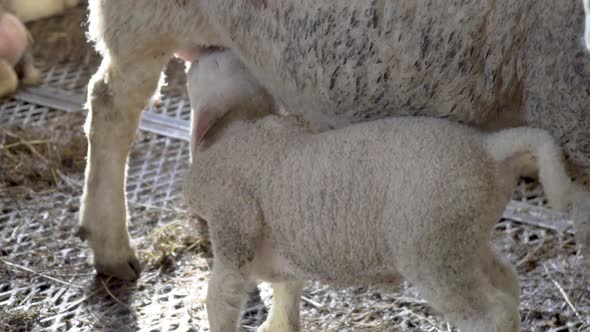 White lamb drinking milk from mother sheep