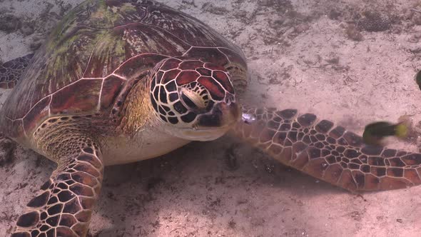 Turtle feeding on fish. A close up shot of a green turtle feeding on a sardine.