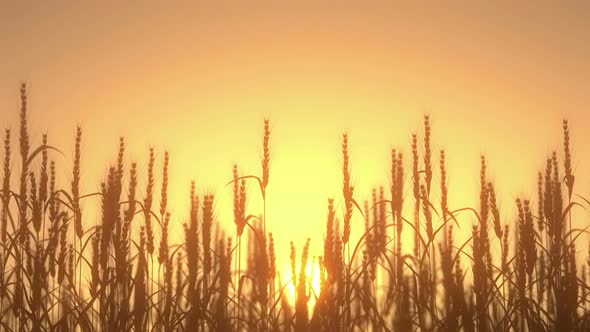 Ripe Wheat At Sunset
