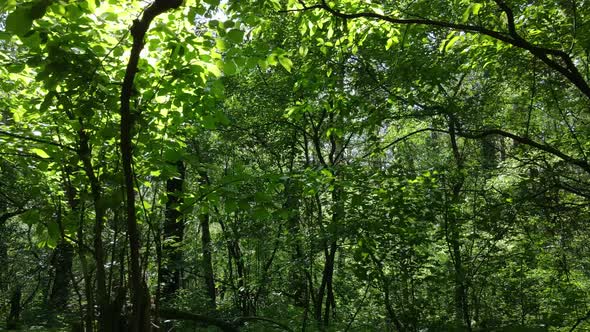 Beautiful Green Forest on a Summer Day Slow Motion