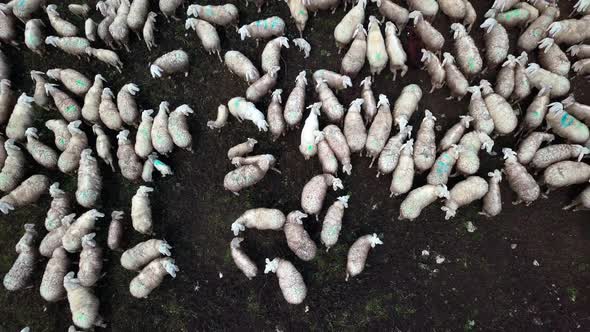 Large sheep flock herd feeding on grassy patch at Fedaia Dam lake in the Dolomite mountain area of n