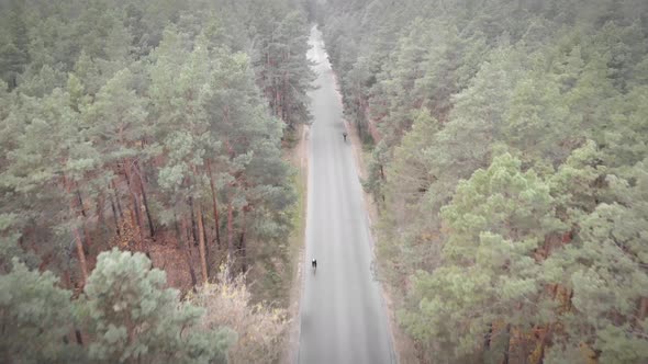 Cars driving on asphalt road crossing vast forest.