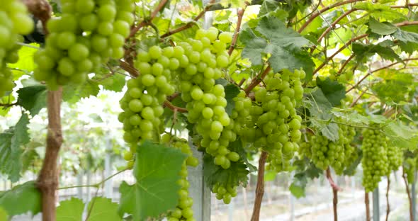 Fresh green ripe grapes garden