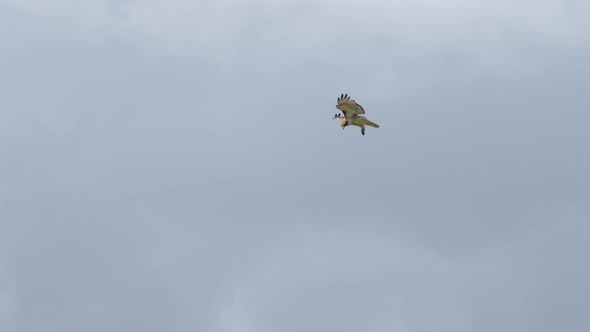Large hawk hovering in the air to see small prey on ground.
