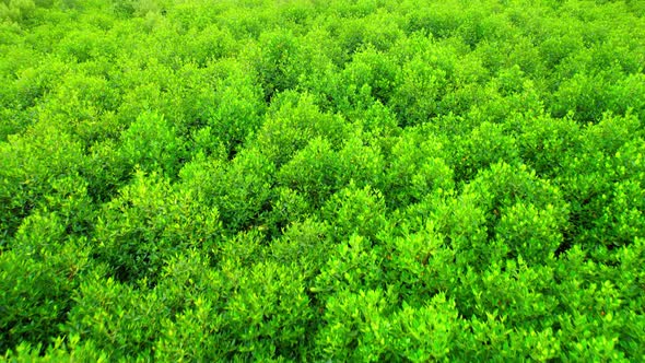 Beautiful mangrove forest. Aerial view from a drone. 4K