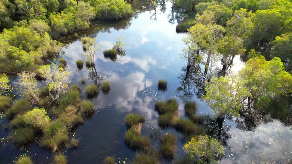 wetlands with various trees represent the integrity of the forest.