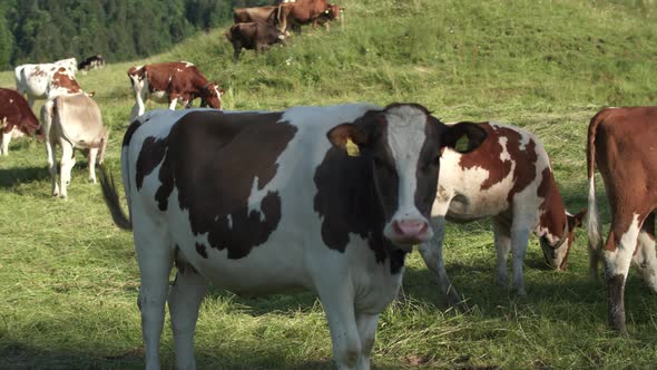 A Large Herd of Cows in the Alpine Meadows.