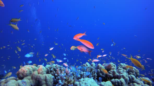 Underwater Coral Tropical Reef Marine