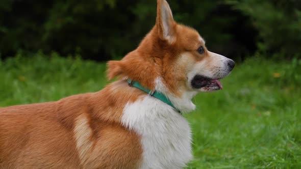 Profile Portrait of a Pembroke Welsh Corgi in the Park