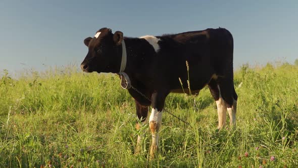 A Young Calf Grazes on a Grassy Meadow with Flowers Under a Blue Sky and Eats Grass