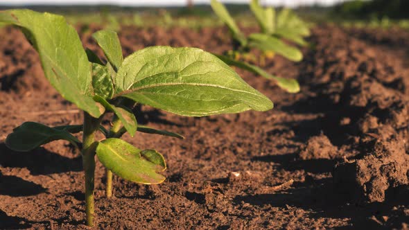 Sunflower Growing