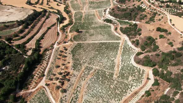 Live Camera Spinning Over Beautiful Cyprus Landscape with Vinegrape Plantation Outdoors