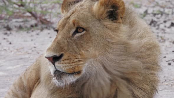 Young male lion calmly looks around as wind blows through his mane. Telephoto close up shot.