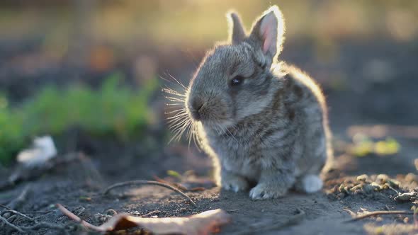 Gray hare on a green meadow in spring, little rabbit in the sun