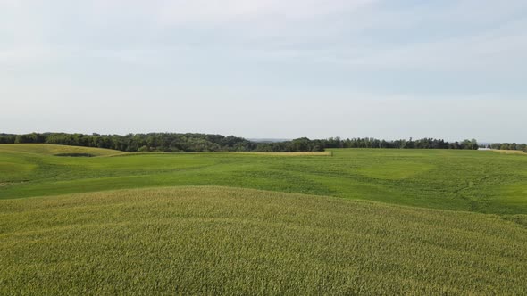 Fields in south Minnesota during summer time