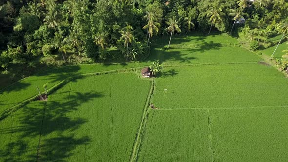 Beautiful green view in Bali