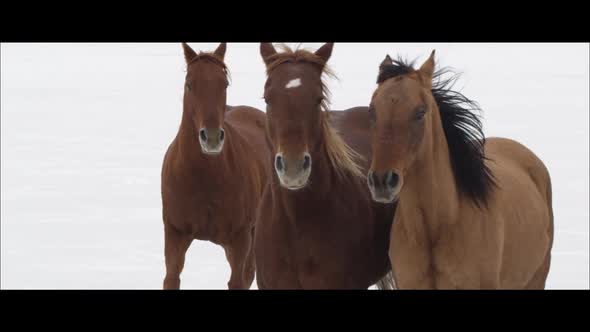 Slow motion wide screen of horses running