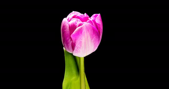 Timelapse of Red Tulip Flower Blooming on Black Background,