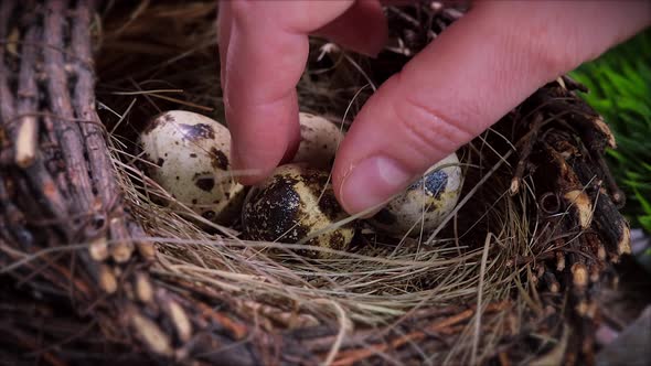 Woman takes quail eggs from the nest