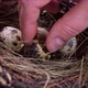 Woman takes quail eggs from the nest - VideoHive Item for Sale