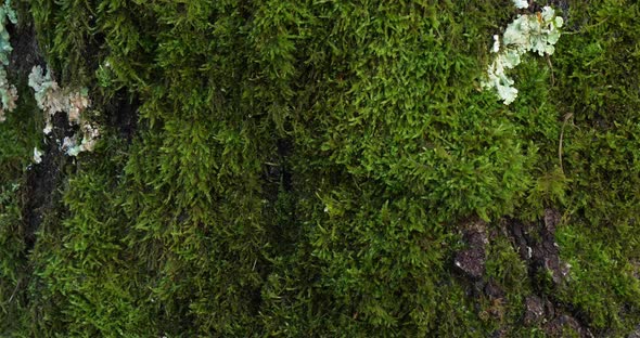 Bark of oaks covered by moss and lichen