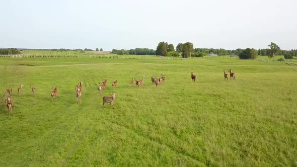 Strolling Through the Meadow of the Deers in the Beautiful Weather