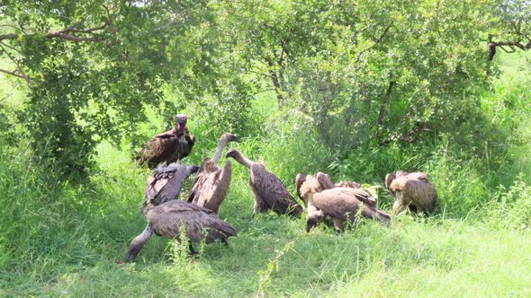 Big Lappet Faced Vulture bullies smaller Vultures at scavenged carrion