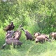 Big Lappet Faced Vulture bullies smaller Vultures at scavenged carrion - VideoHive Item for Sale