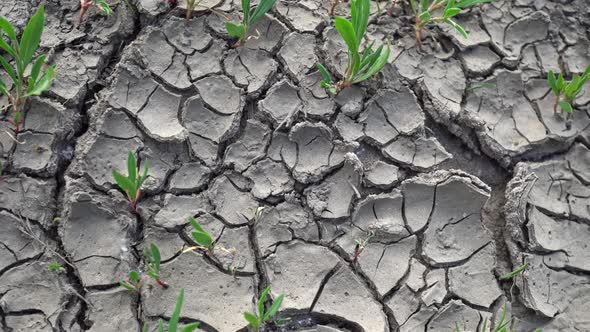 Sprouts Growing in Cracked Earth 3