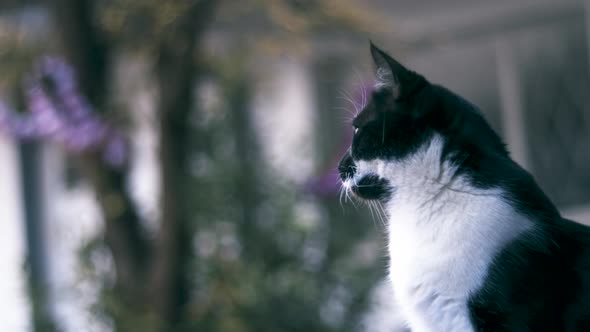 close up of cat sitting outside listening