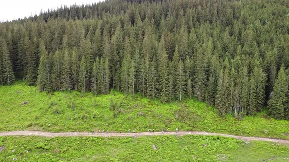 Tourists go trekking in the forest