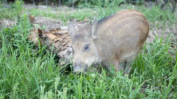 Wild boar feeding in the grass