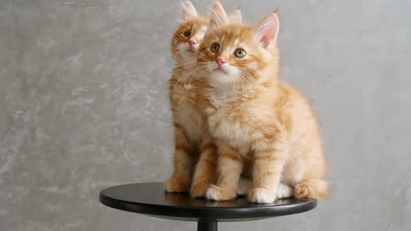 Ginger Kittens Playing Sitting on a Chair on Gray Background