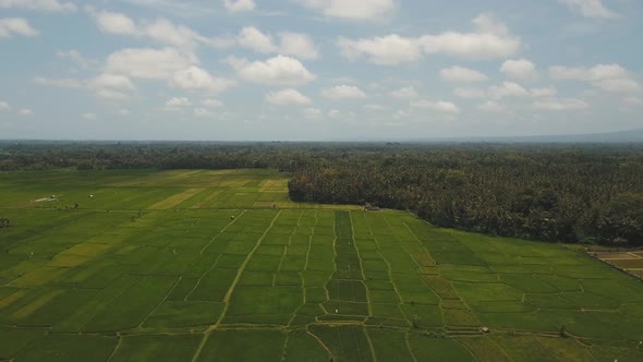 Terrace Rice Fields BaliIndonesia